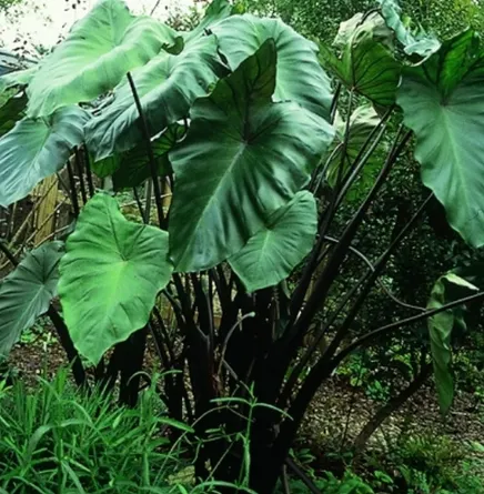 Elephant Ear Plant Stem (Batang Talas)