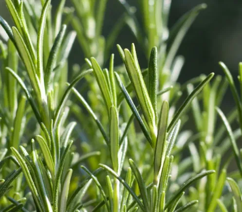 Fresh Rosemary Sprigs