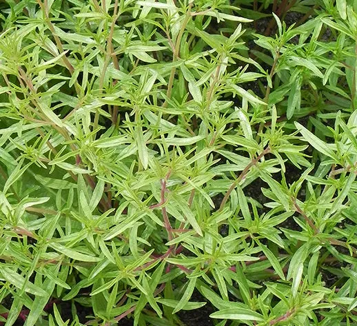 Hardy Winter Savory