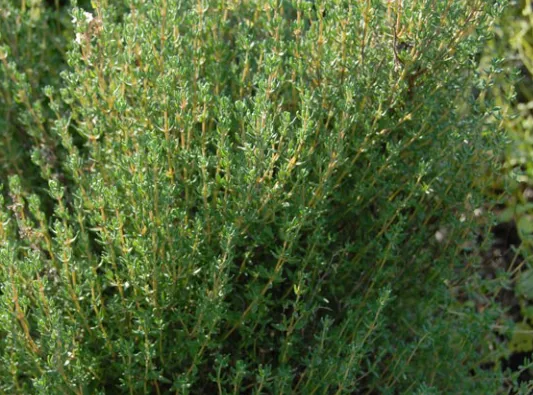 Common Thyme