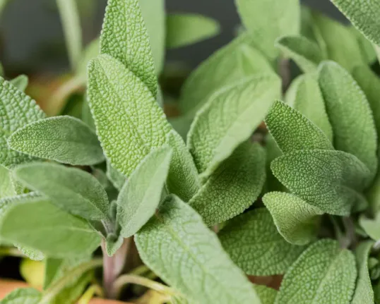 Fresh Garden Sage