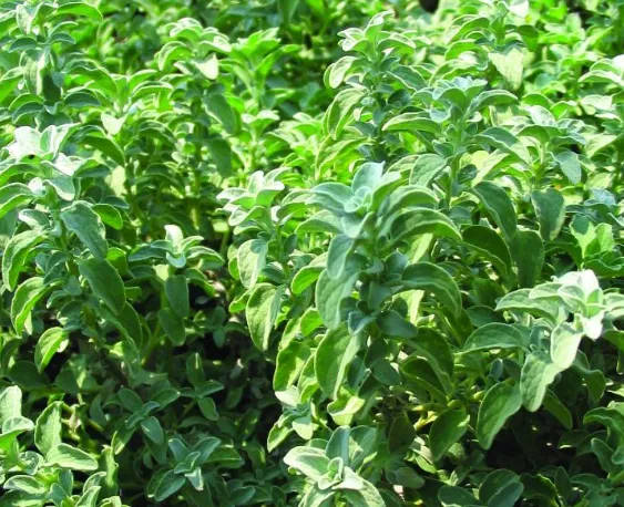 Greek Oregano