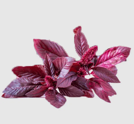 Red Amaranth Leaves