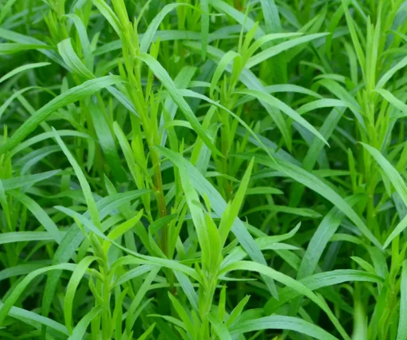 French Tarragon
