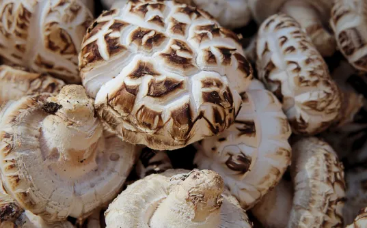Premium Nam Shiitake