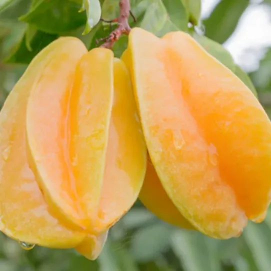 Golden Starfruit (Belimbing Madu)